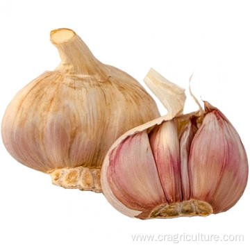 Organic Dried Garlic Bulk For Sale